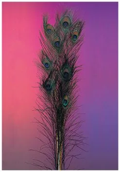 Peacock Feathers
